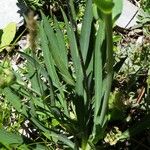 Bupleurum angulosum Leaf