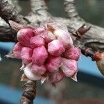 Viburnum × bodnantense Blomma