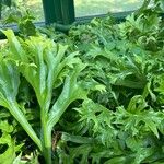 Microsorum punctatum Blatt