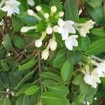 Araujia sericifera Blomst