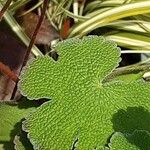 Geranium renardii Leaf