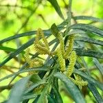 Podocarpus parlatorei Blüte
