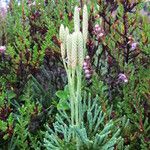 Lycopodium tristachyum Habitus