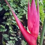 Heliconia farinosa Kvet