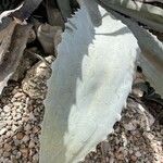 Agave asperrima Leaf