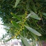 Acacia longifolia Blad