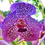 Vanda coerulescens Flors