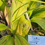 Veratrum nigrum 葉