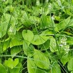 Maianthemum bifoliumBlüte