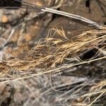 Aristida kenyensis Blomst
