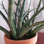 Sansevieria spp. Leaf