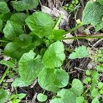 Ranunculus bullatus Folha