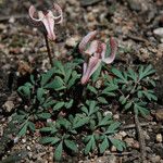 Dicentra uniflora Habitat