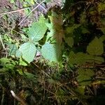 Toxicodendron radicansLeaf