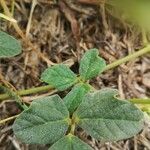 Macroptilium atropurpureum Leaf