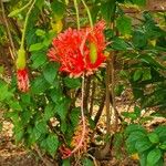 Hibiscus schizopetalus Cvet