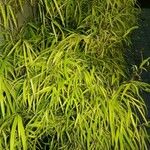 Phyllostachys aureaΦύλλο