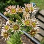 Sempervivum grandiflorum Blüte