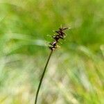 Carex davalliana Cvet