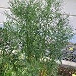 Symphyotrichum pilosum 形態