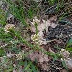 Lepidium campestre Flower