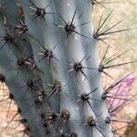 Cereus aethiops Leaf