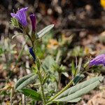 Echium bonnetii Sonstige