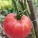 Solanum lycopersicum Frucht