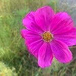 Cosmos bipinnatusFlor