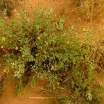 Pulicaria arabica Libunga
