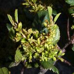 Rhamnus crocea Агульны выгляд