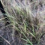 Thinopyrum junceum Ліст