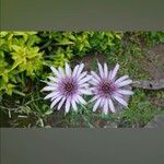 Tragopogon porrifoliusപുഷ്പം