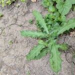 Cirsium arvenseপাতা