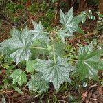 Pavonia urens Hoja