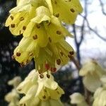 Corylopsis spicataFlower