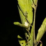 Sida cuspidata Hoja