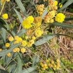 Acacia saligna Flor
