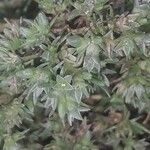 Scleranthus annuus 花