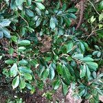 Aglaia elaeagnoidea Deilen