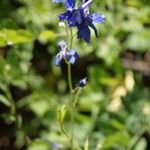 Delphinium nuttallianum Flor