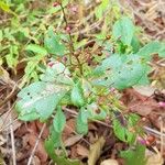 Talinum paniculatum Blomma