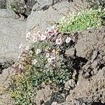 Ranunculus glacialisFlower