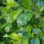 Salix myrsinifolia Feuille