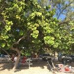 Coccoloba uviferaΦύλλο