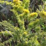 Acacia verticillata Цветок