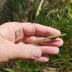 Urochloa eminii Bloem