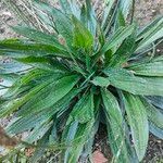 Plantago monospermaপাতা