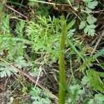 Leucanthemum monspeliense Yaprak