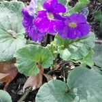 Primula hirsuta Hábito